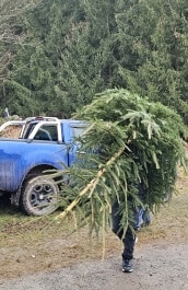 Weihnachtsbaumschlagen