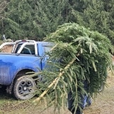 Weihnachtsbaumschlagen